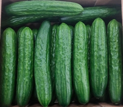 Picture of Arreton Speciality Cucumber