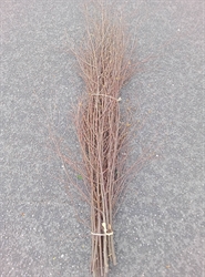 Picture of Birch Pea Sticks x 20