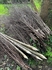 Birch Pea Sticks x 20