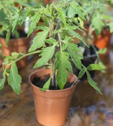 Picture of Gardeners' Delight Tomato Plant, Potted