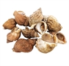 Picture of Live Whelks