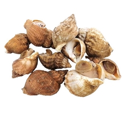 Picture of Live Whelks