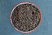 Picture of Black Barley, Wholegrain
