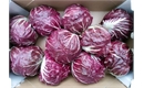 Picture of Radicchio