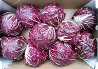 Picture of Radicchio