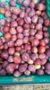 Picture of Elizabeth Plums