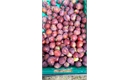 Picture of Juno Plums