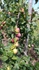 Juno Plums