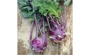 Picture of New Season Kohlrabi