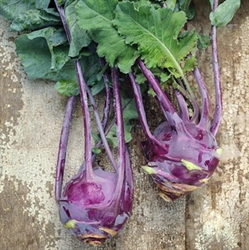 Picture of New Season Kohlrabi