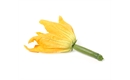 Picture of Green Courgette & Flower