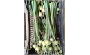 Picture of Leek scapes, bunched