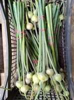 Picture of Leek scapes, bunched