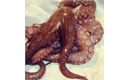 Picture of Octopus, prepared