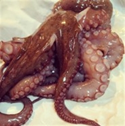 Picture of Octopus, prepared