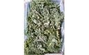 Picture of Green Curly Kale