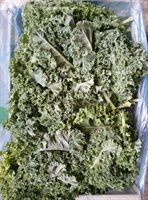 Picture of Green Curly Kale