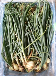Picture of Green Onions
