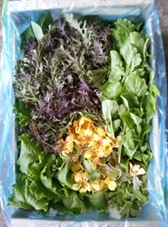 Picture of Mixed Summer Salad