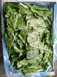 Picture of Summer Spinach