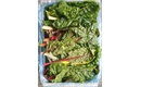 Picture of Rainbow Chard