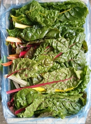 Picture of Rainbow Chard