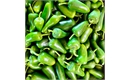 Picture of Jalapeno Chillies