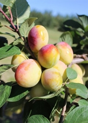 Picture of Aprimira apricot
