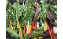 Picture of Rainbow Chard