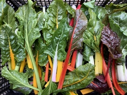 Picture of Rainbow Chard