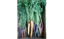 Picture of Rainbow Carrots, bunched