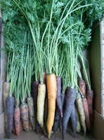 Picture of Rainbow Carrots, bunched