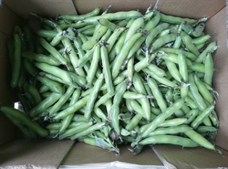 Picture of Baby Broad Beans