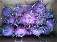 Picture of Purple Kohl Rabi