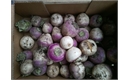 Picture of Purple Top Turnips