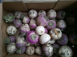 Picture of Large Purple Top Turnips