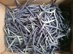 Picture of Purple French Beans