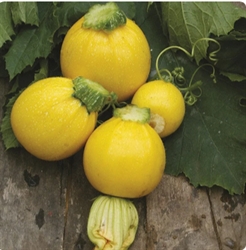 Picture of Yellow Round Courgettes