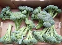 Picture of Flat Broccoli