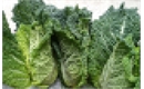Picture of Pointed Savoy Cabbage