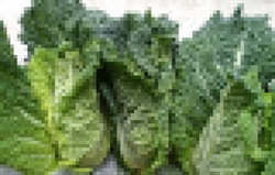 Picture of Pointed Savoy Cabbage