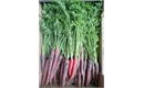 Picture of Red Sun Carrots, loose