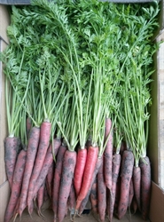 Picture of Red Sun Carrots, loose