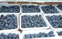 Picture of Somerset Blueberries