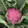 Picture of Graffiti Cauliflower