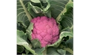 Picture of Graffiti Cauliflower