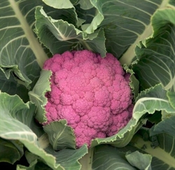 Picture of Small Graffiti Cauliflower