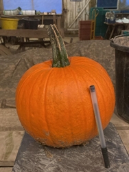 Picture of Pumpkin, large