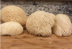 Picture of Fresh Lion's Mane Mushroom