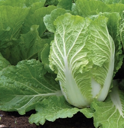 Picture of Large Chinese Cabbage